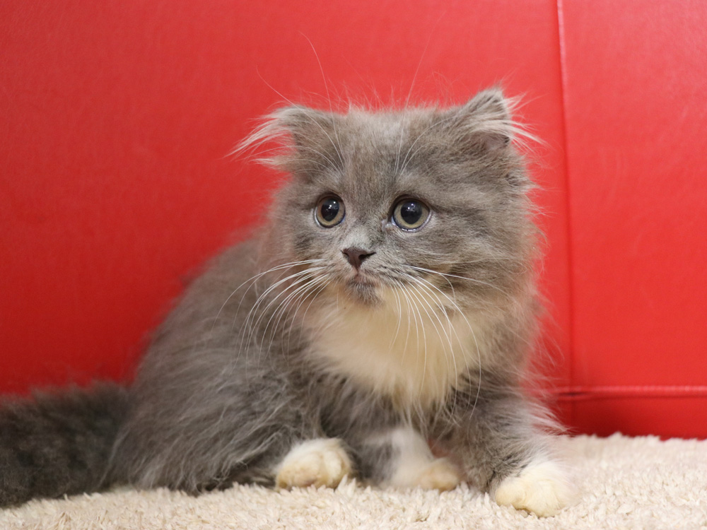 スコティッシュフォールドの子猫画像