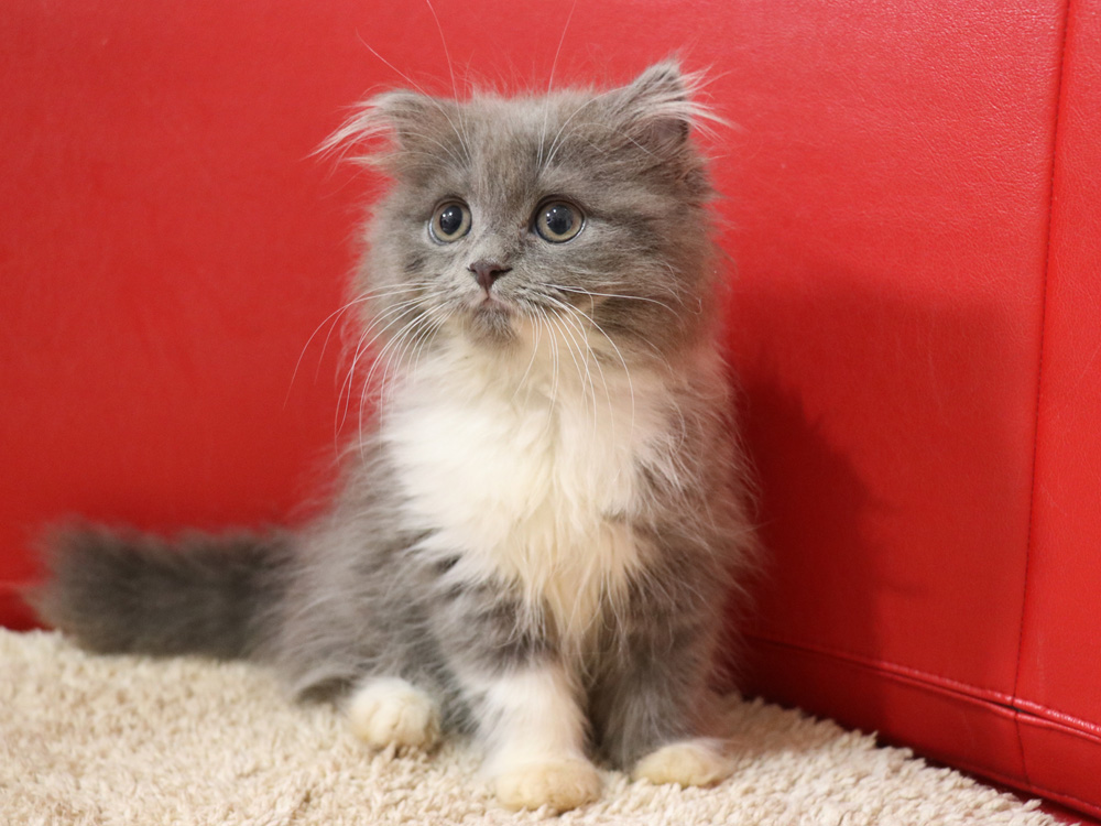 スコティッシュフォールドの子猫画像
