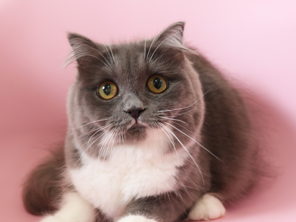 スコティッシュフォールドの子猫画像