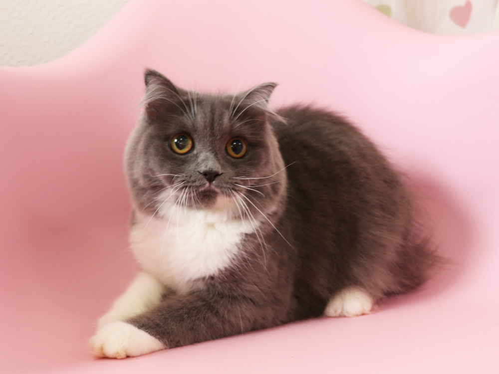 スコティッシュフォールドの子猫画像