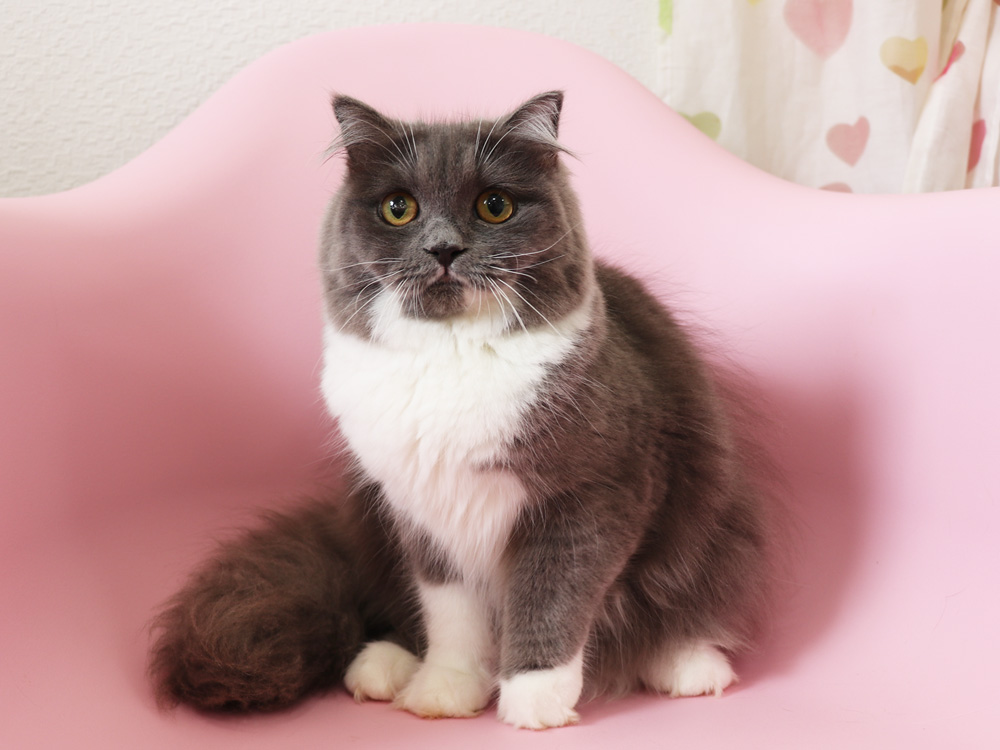 スコティッシュフォールドの子猫画像