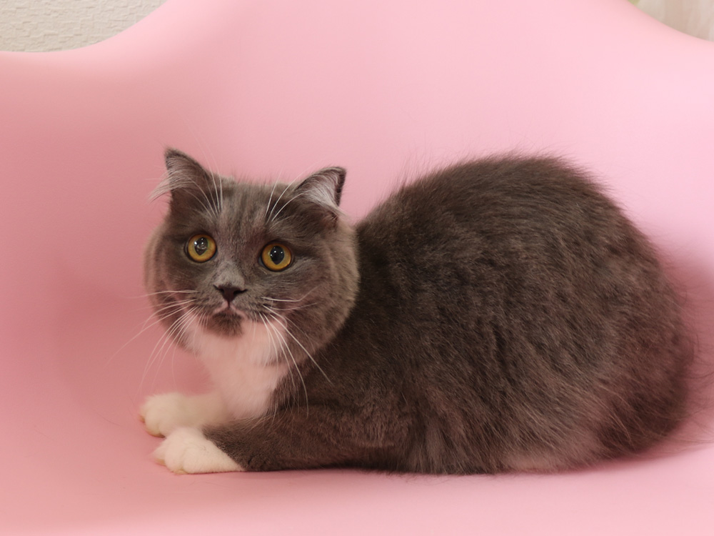 スコティッシュフォールドの子猫画像