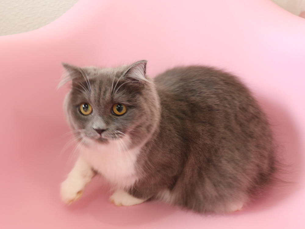 スコティッシュフォールドの子猫画像