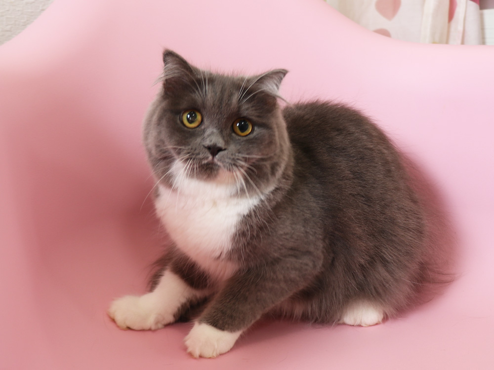 スコティッシュフォールドの子猫画像