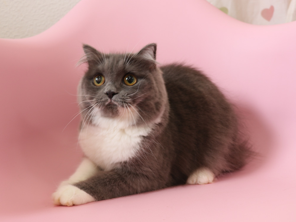 スコティッシュフォールドの子猫画像