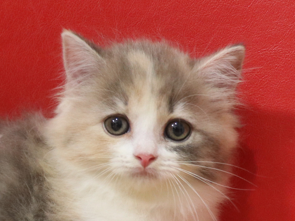 スコティッシュフォールドの子猫画像