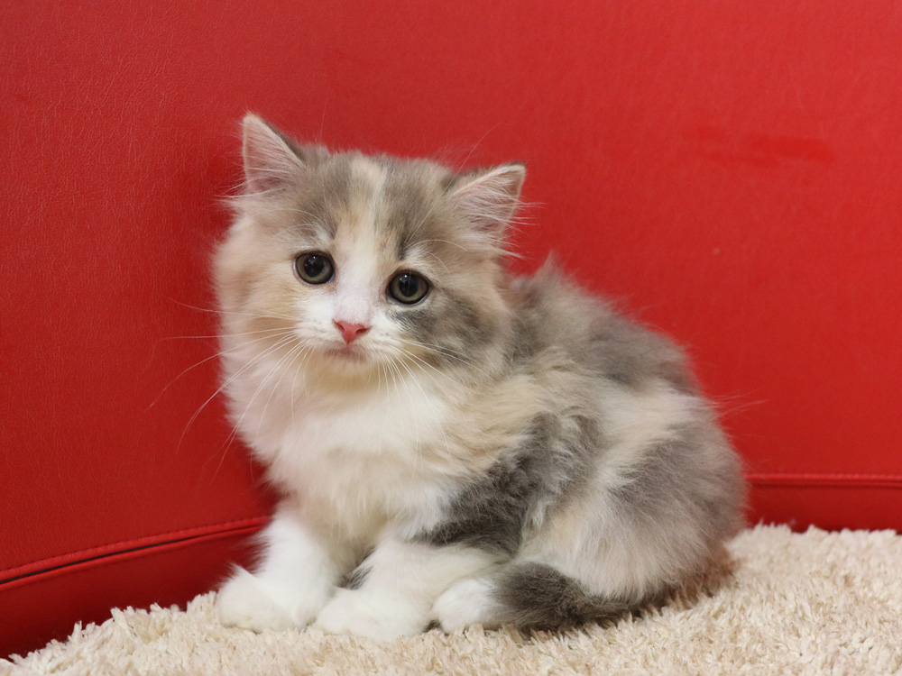 スコティッシュフォールドの子猫画像