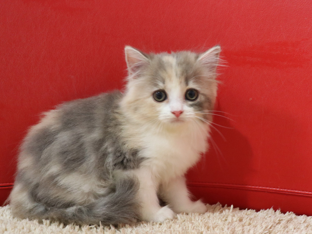 スコティッシュフォールドの子猫画像