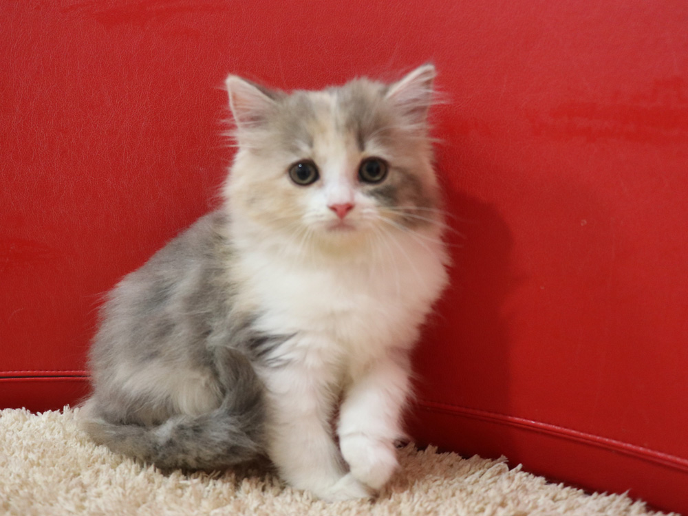 スコティッシュフォールドの子猫画像