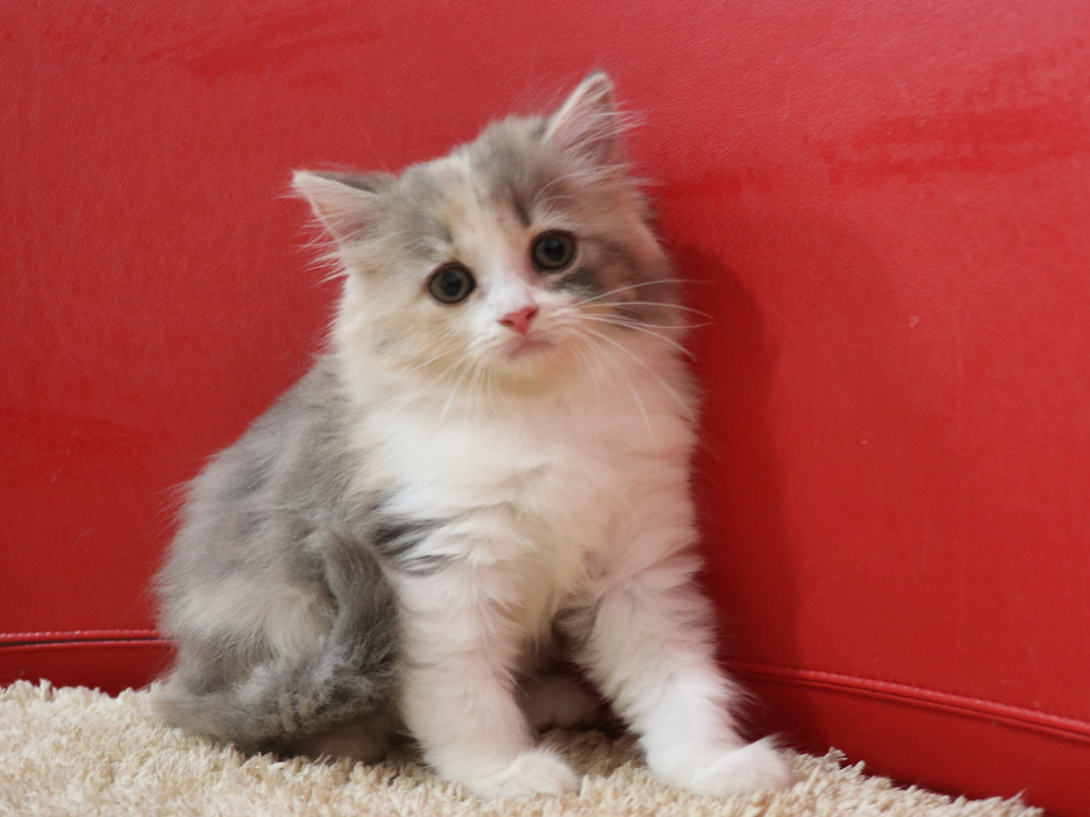 スコティッシュフォールドの子猫画像