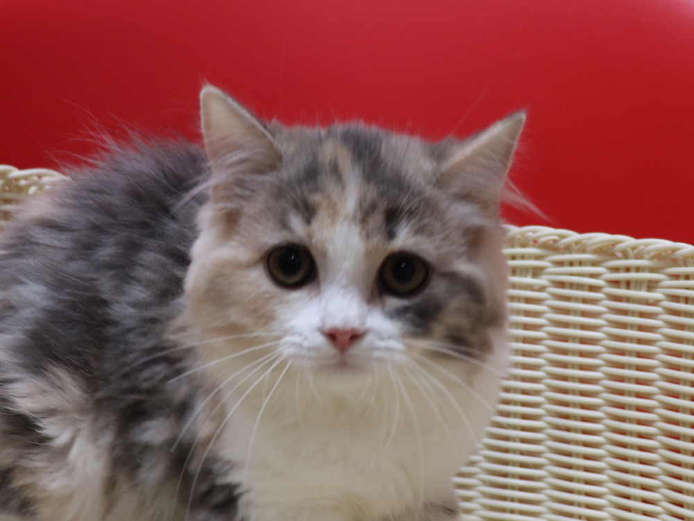 スコティッシュフォールドの子猫画像