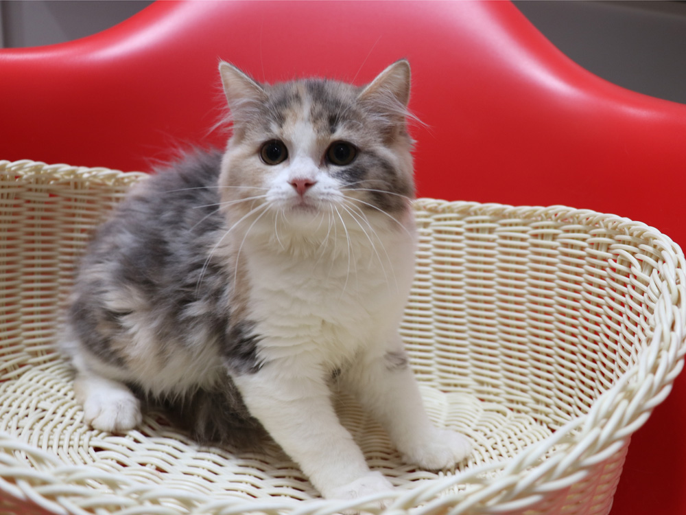スコティッシュフォールドの子猫画像