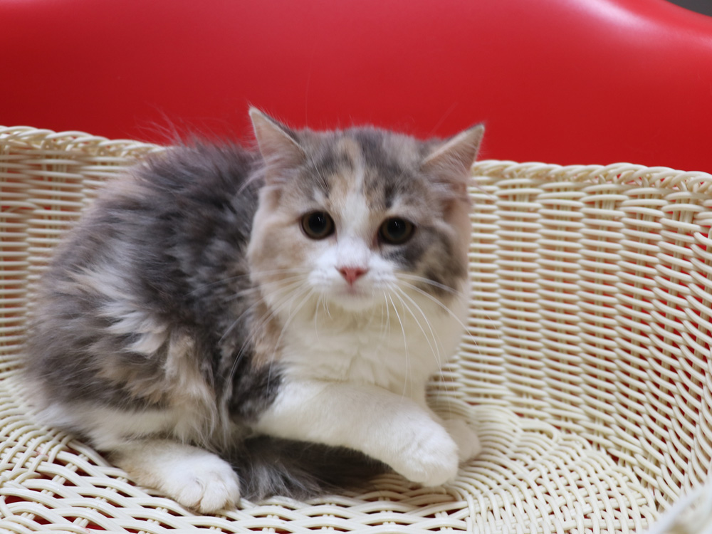 スコティッシュフォールドの子猫画像