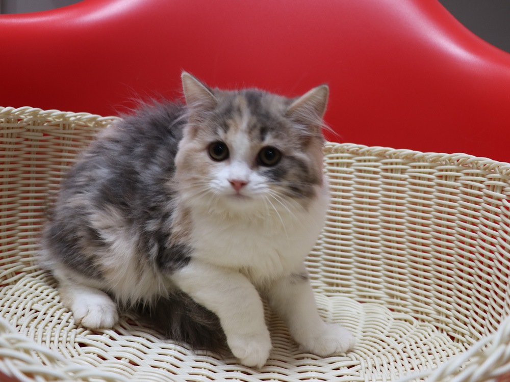 スコティッシュフォールドの子猫画像