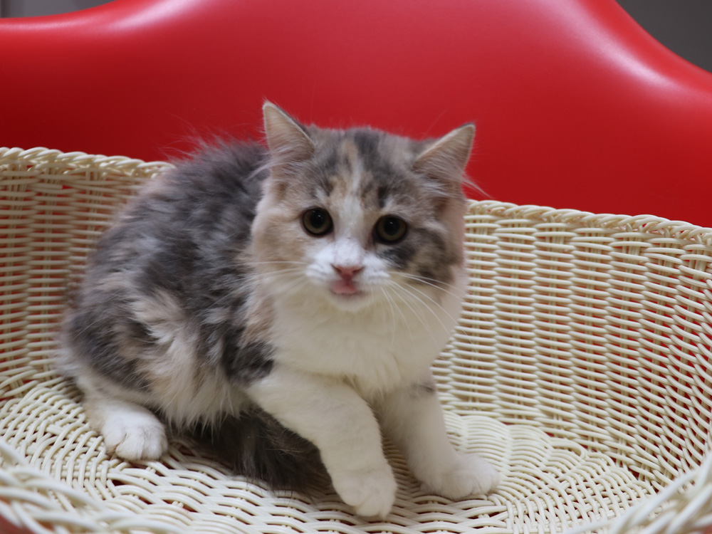 スコティッシュフォールドの子猫画像