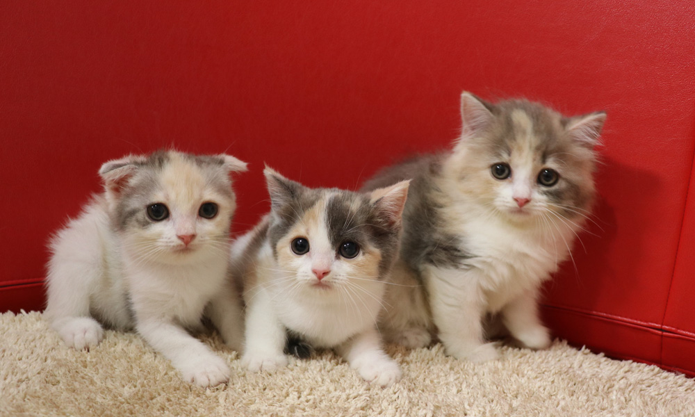 スコティッシュフォールドの子猫画像