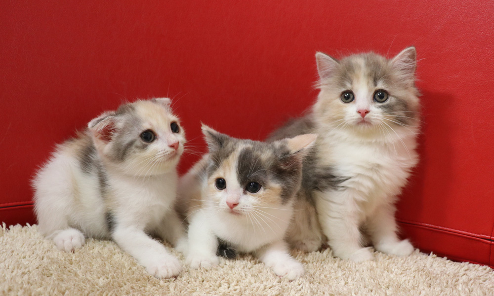 スコティッシュフォールドの子猫画像
