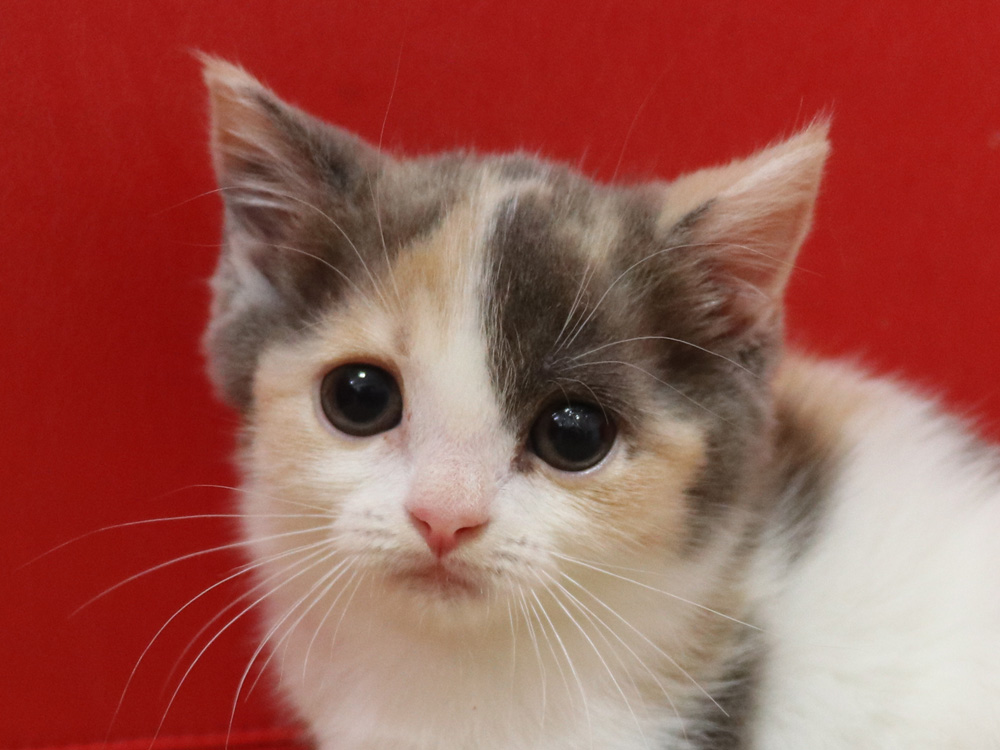 スコティッシュフォールドの子猫画像