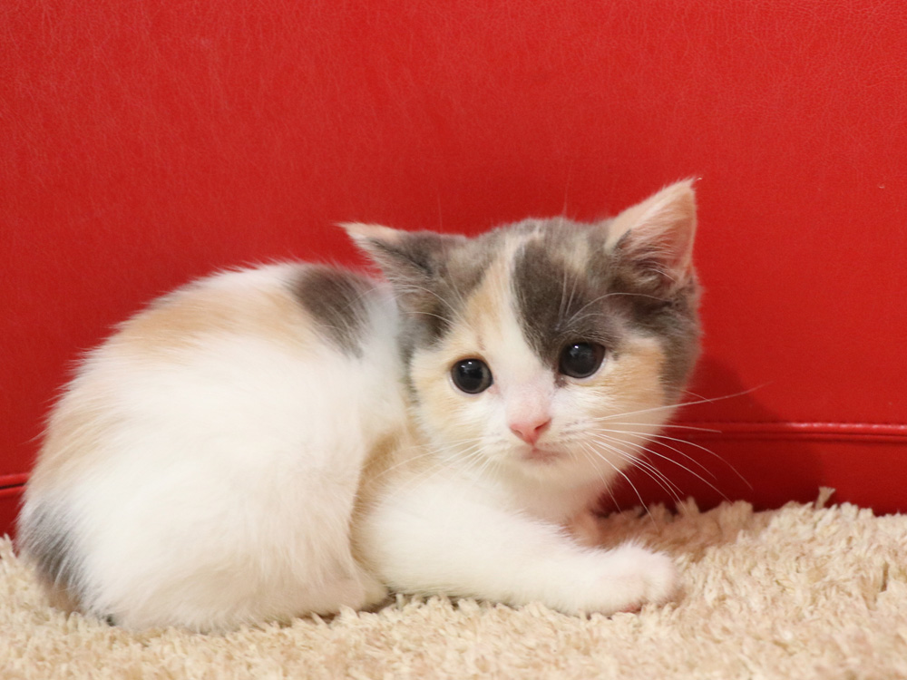 スコティッシュフォールドの子猫画像