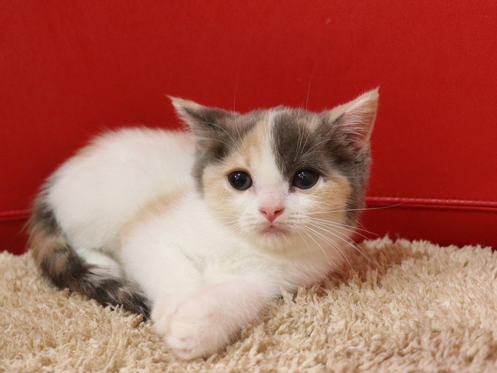 スコティッシュフォールドの子猫画像