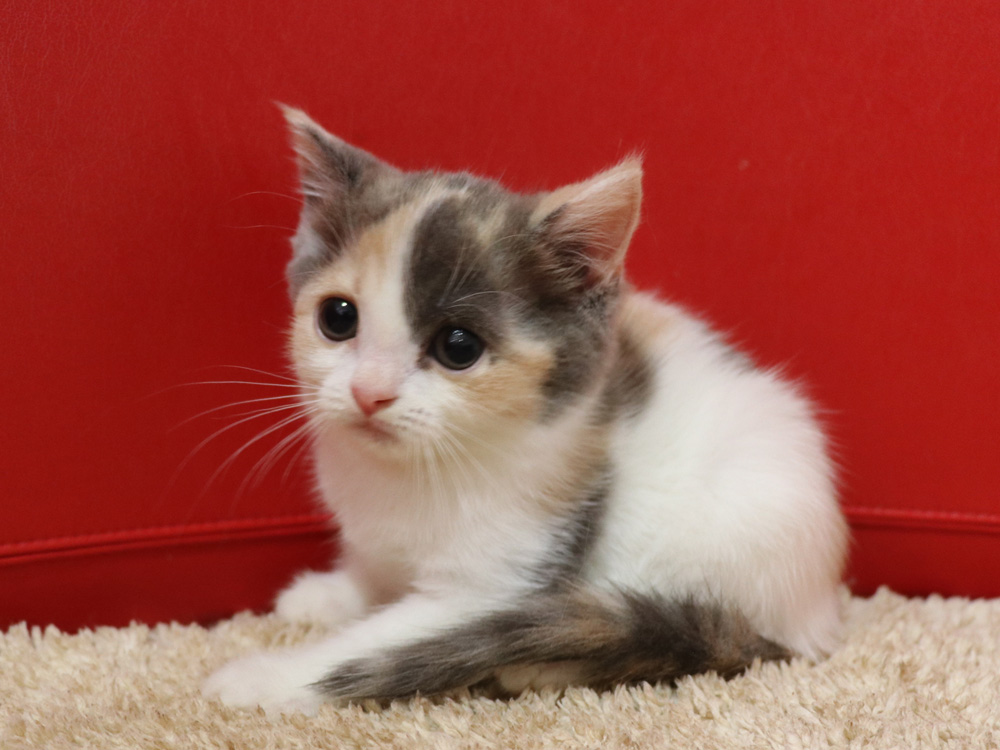 スコティッシュフォールドの子猫画像