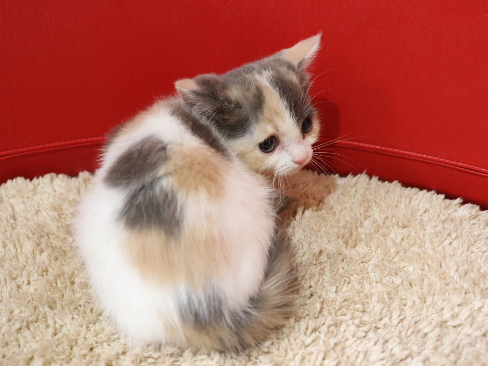 スコティッシュフォールドの子猫画像
