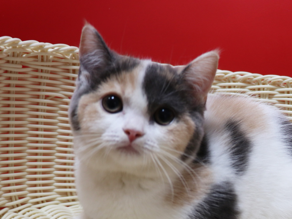 スコティッシュフォールドの子猫画像