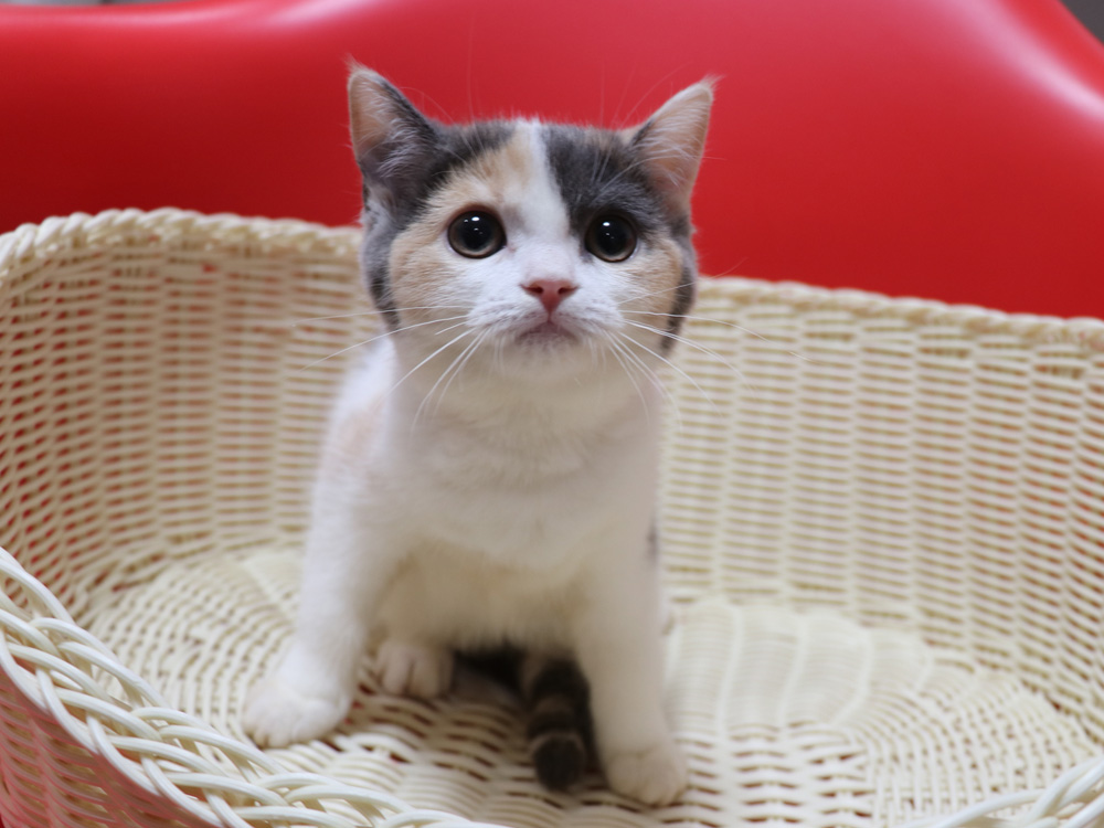 スコティッシュフォールドの子猫画像