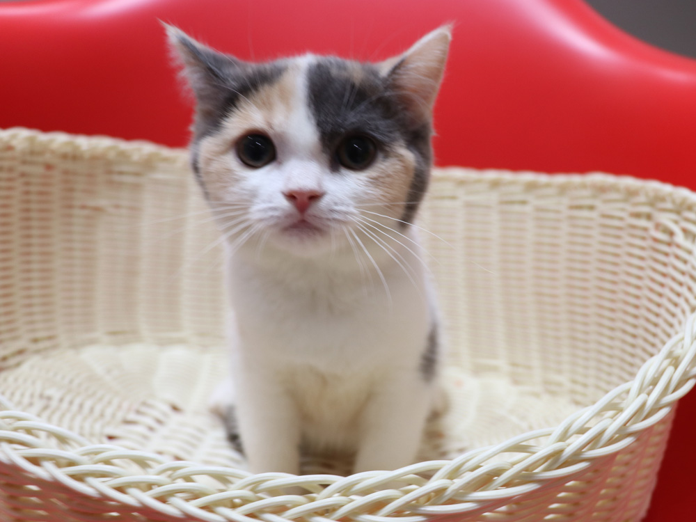 スコティッシュフォールドの子猫画像