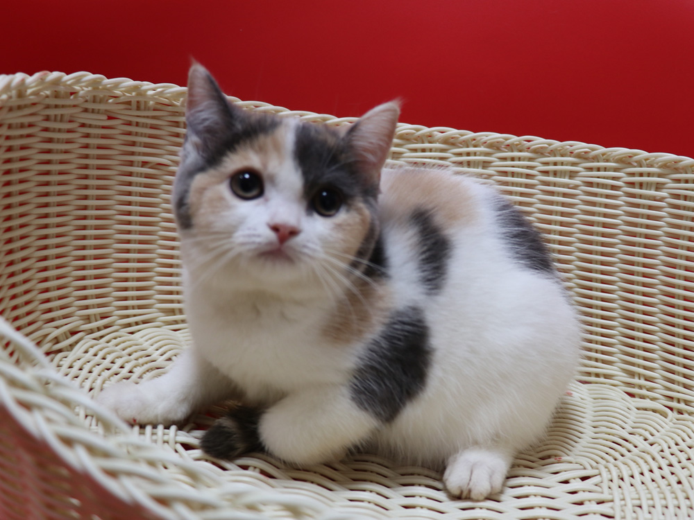 スコティッシュフォールドの子猫画像