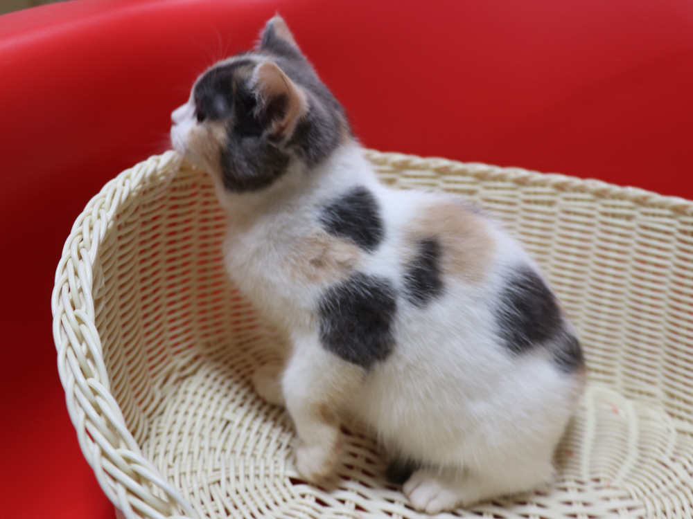 スコティッシュフォールドの子猫画像