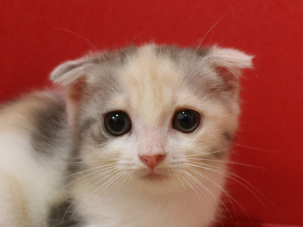 スコティッシュフォールドの子猫画像