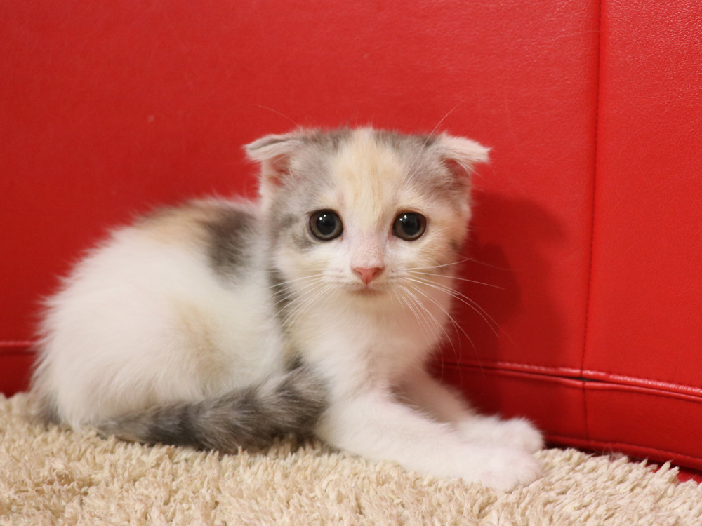 スコティッシュフォールドの子猫画像