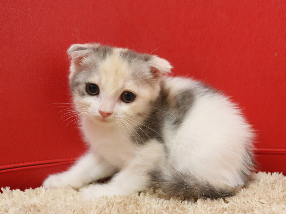 スコティッシュフォールドの子猫画像