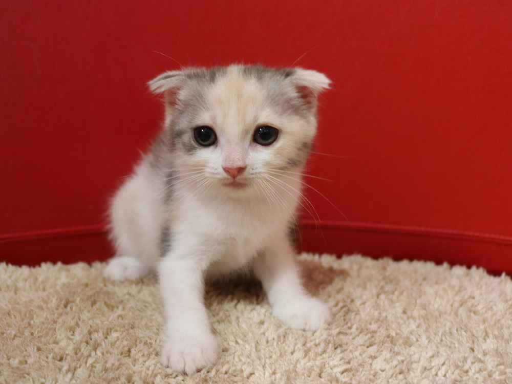 スコティッシュフォールドの子猫画像