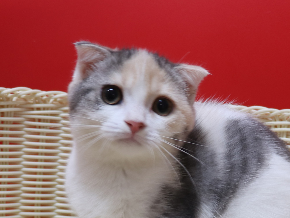 スコティッシュフォールドの子猫画像