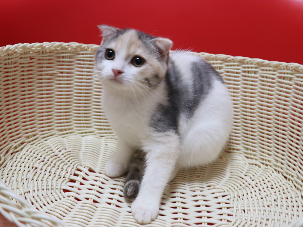 スコティッシュフォールドの子猫画像