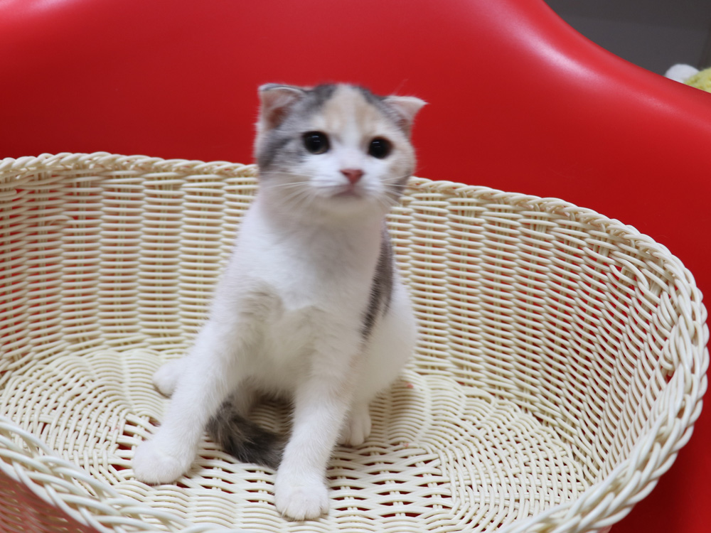 スコティッシュフォールドの子猫画像
