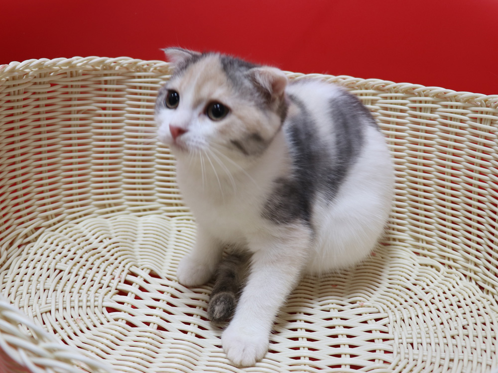 スコティッシュフォールドの子猫画像