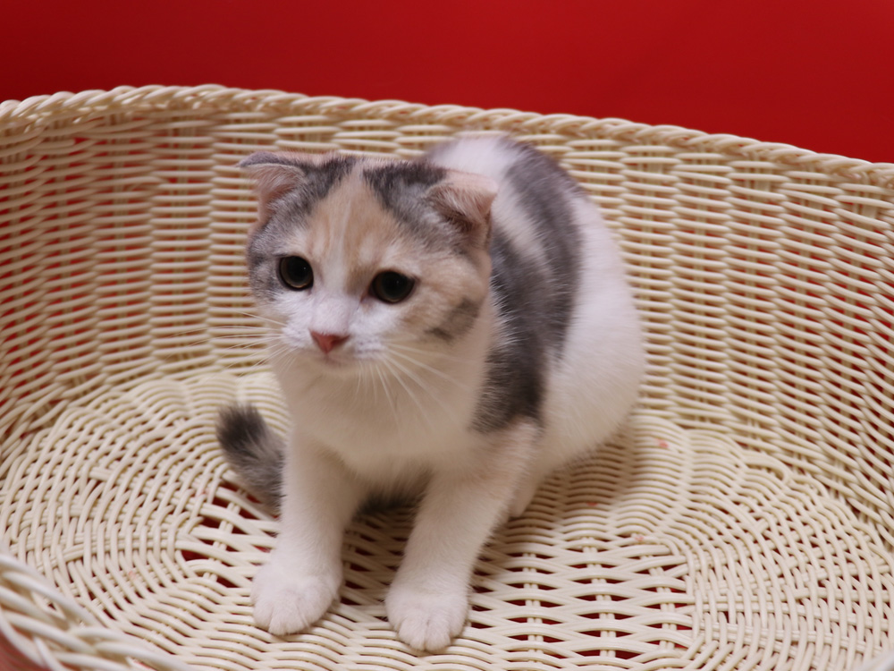 スコティッシュフォールドの子猫画像