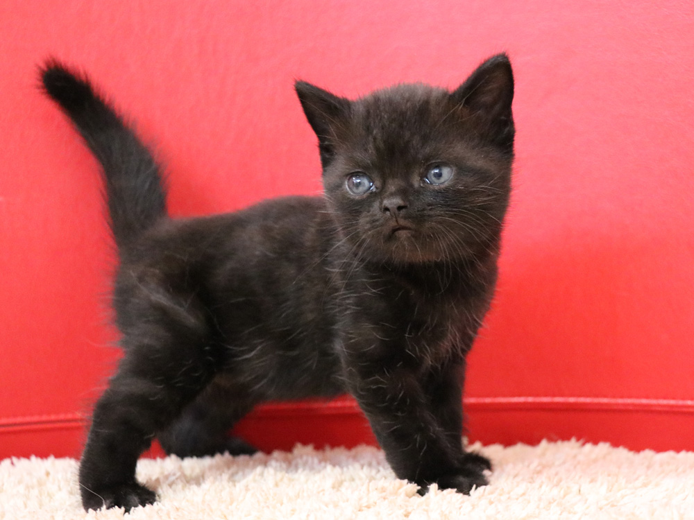 スコティッシュフォールドの子猫画像