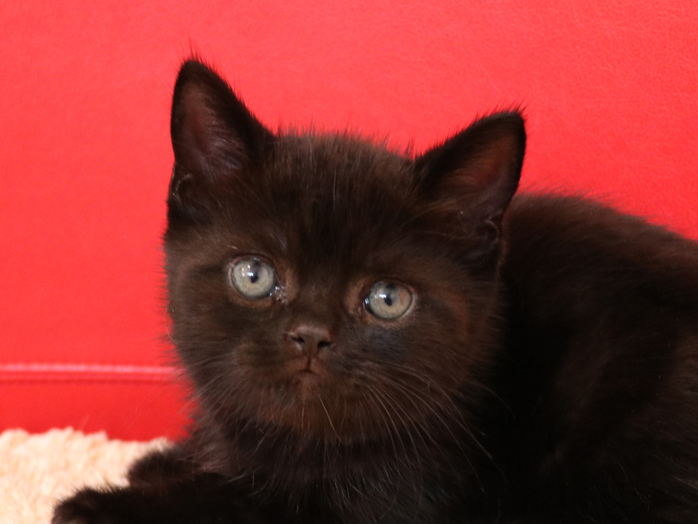 スコティッシュフォールドの子猫画像