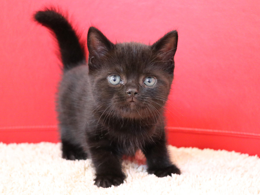 スコティッシュフォールドの子猫画像