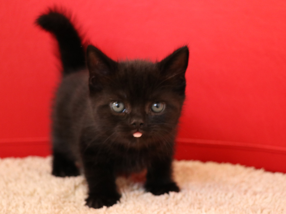 スコティッシュフォールドの子猫画像
