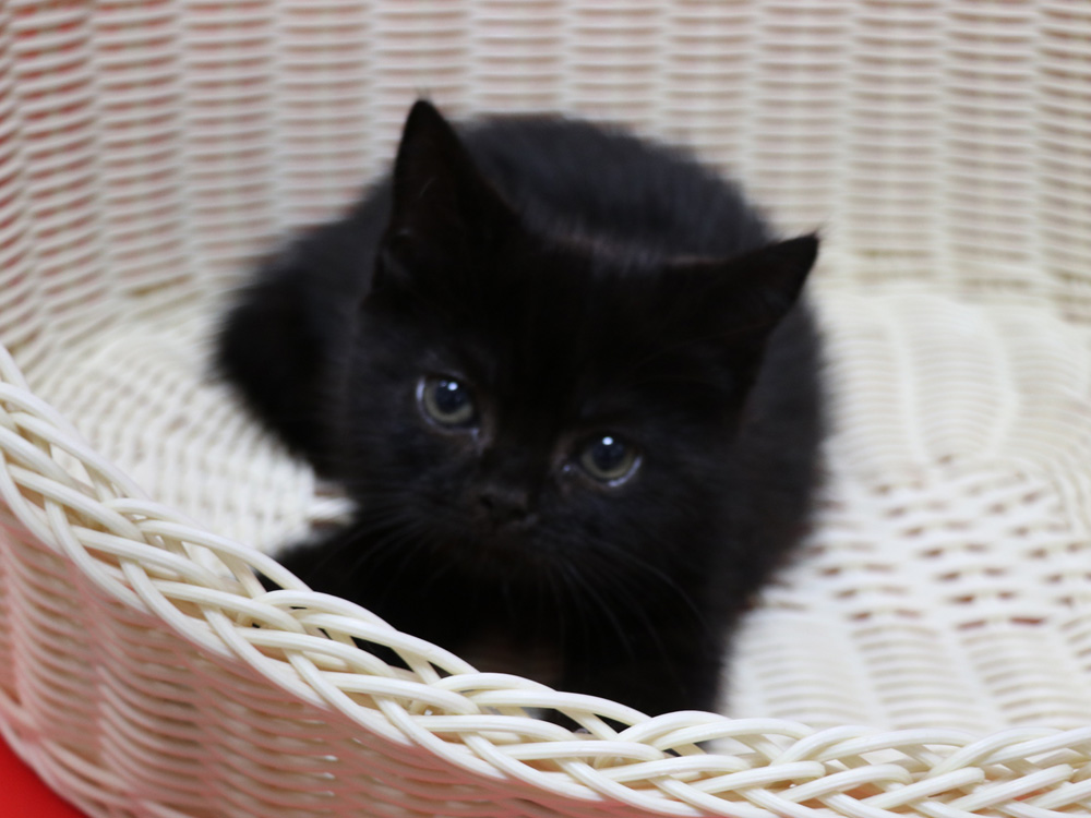 スコティッシュフォールドの子猫画像