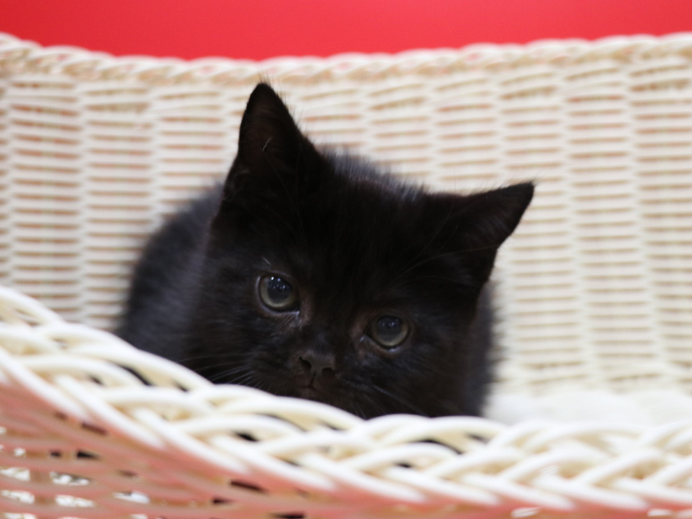 スコティッシュフォールドの子猫画像