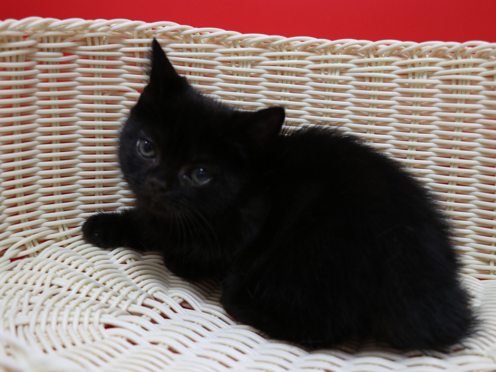 スコティッシュフォールドの子猫画像