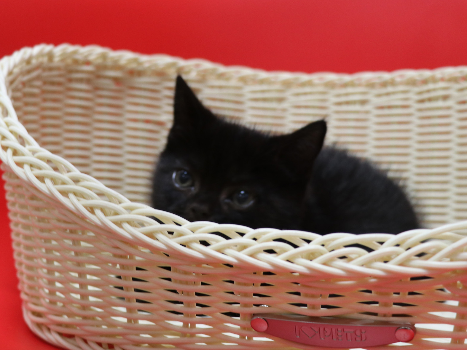 スコティッシュフォールドの子猫画像
