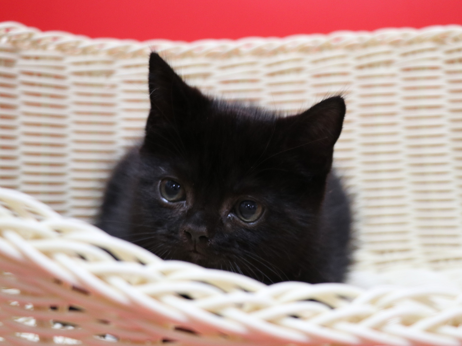 スコティッシュフォールドの子猫画像