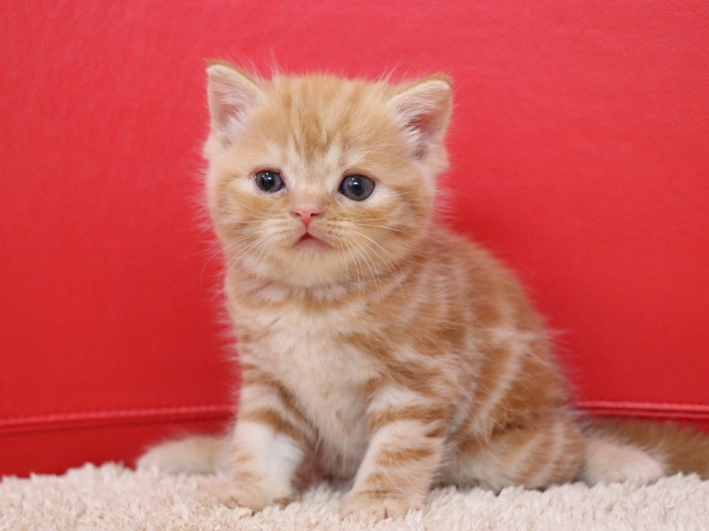 スコティッシュフォールドの子猫画像